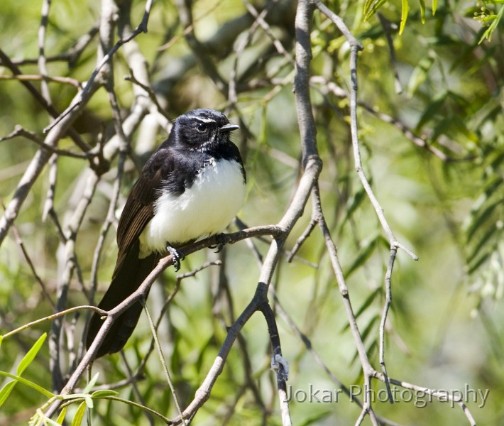 Malua Bay_20061022_050.jpg - Willie Wagtail, Moruya